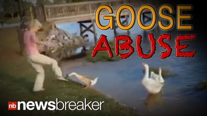 ANIMAL ABUSE: Woman Arrested After She?s Recorded Kicking Geese in the Head