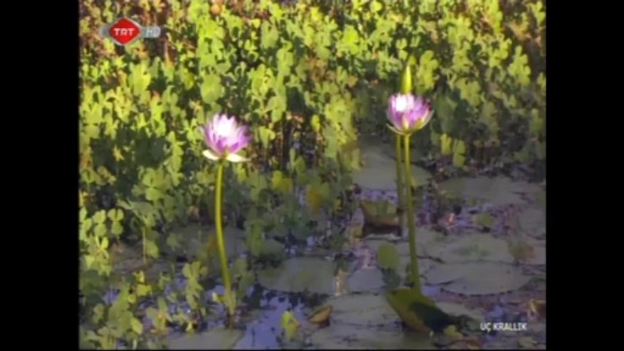 su dünyası shaolin efsanesi - travel -böcekler  belgeseli türkçe TRT HD PLUS - kubilaysavash - movieturk