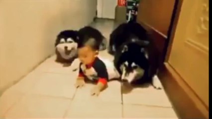 Emekleyen bebek ve onu taklit eden kuçular