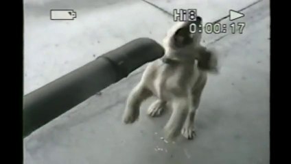 Bébé CHIEN joue avec un souffleur à feuille. Un vrai petit fou...