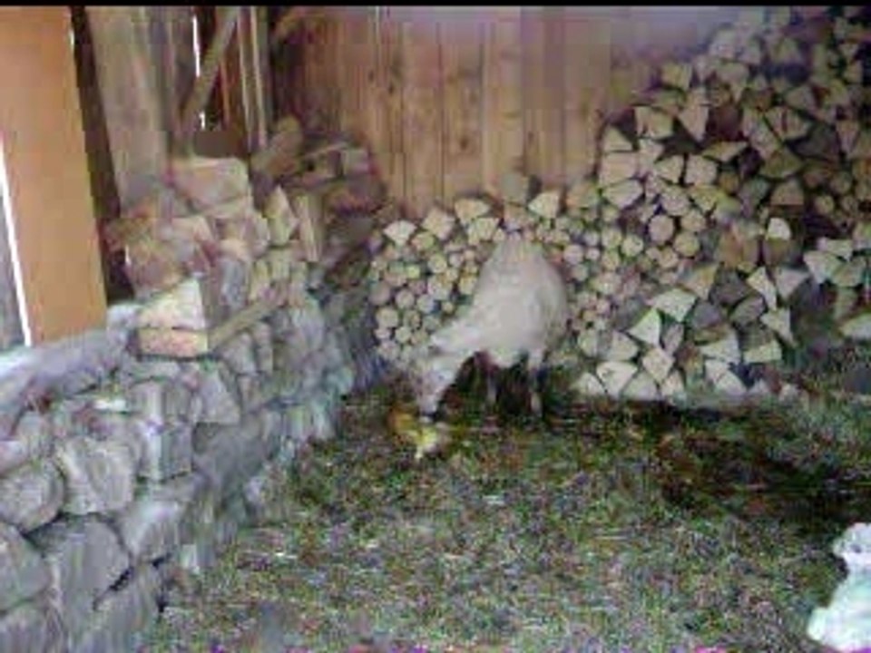 accouchement de mouton