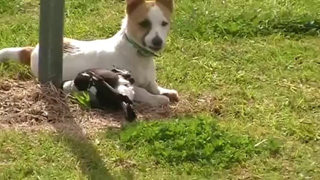 ▶ Australian Magpie Playing - YouTube [360p]