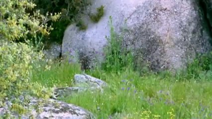DOĞA VE YABAN HAYATI ( İBER VAŞAK ) - YouTube