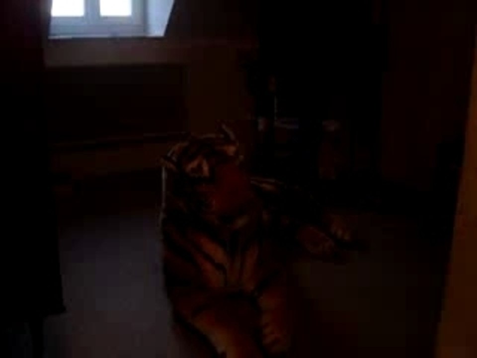 un chat attaque un tigre