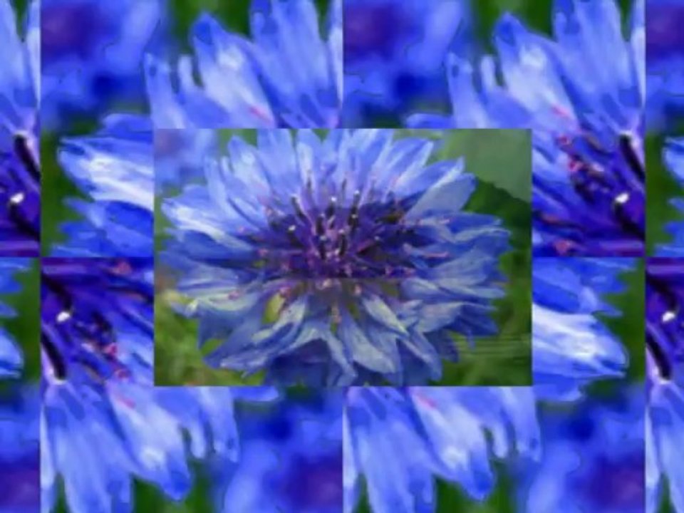 Cântec despre Bucovina-Grigore Leșe