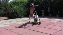Dog Pushes Cat On Scooter