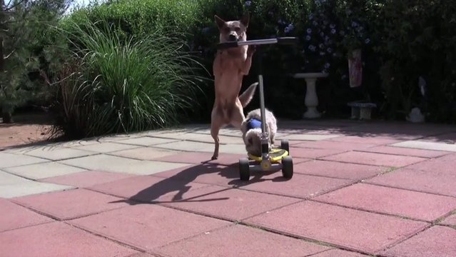Dog Pushes Cat On Scooter