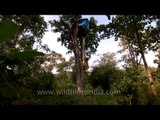 Tree house Living off the Land