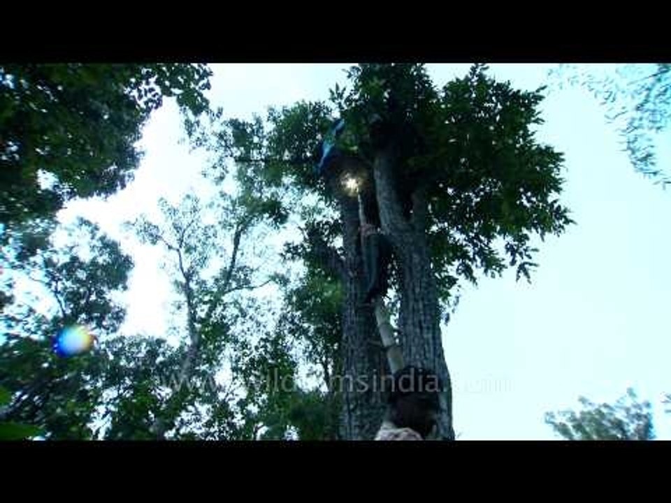 High tree house of an Indian tribe that lives on trees!