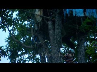 An Indian tribe living on trees for the past 65 years