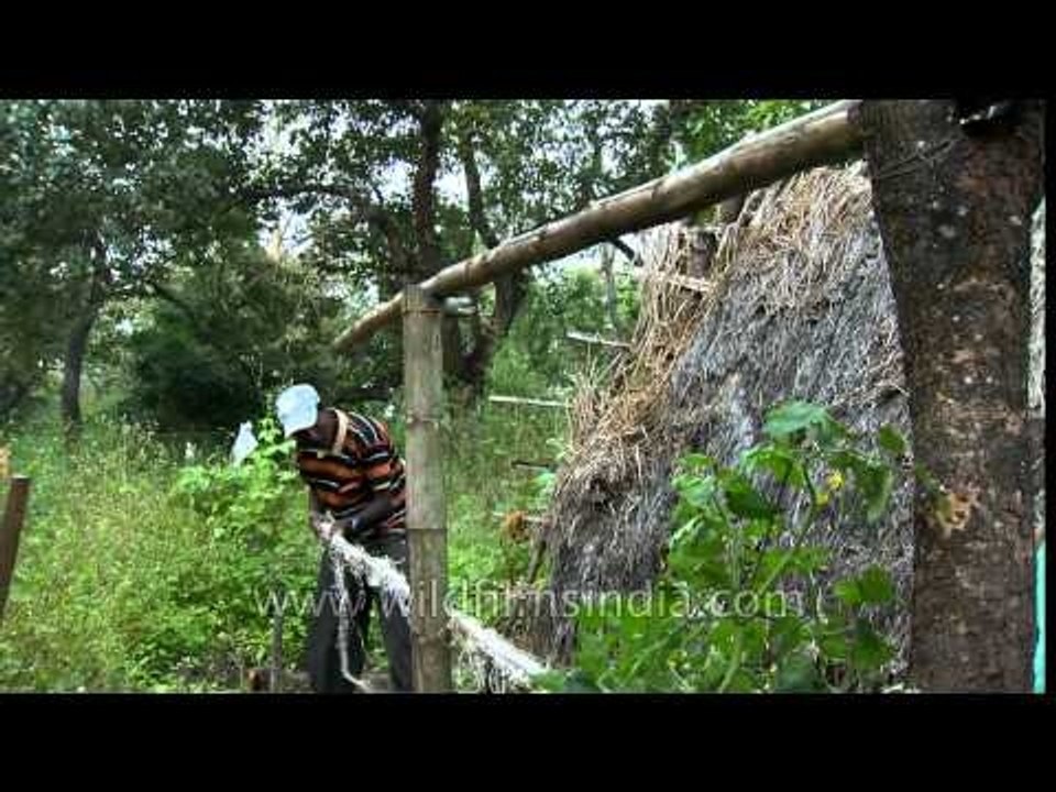 Tribal taking dimensions from wooden stick for thatched hut