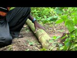 Cutting down bamboo to build a tree house