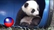 Baby panda Yuan Zai does cute baby panda things