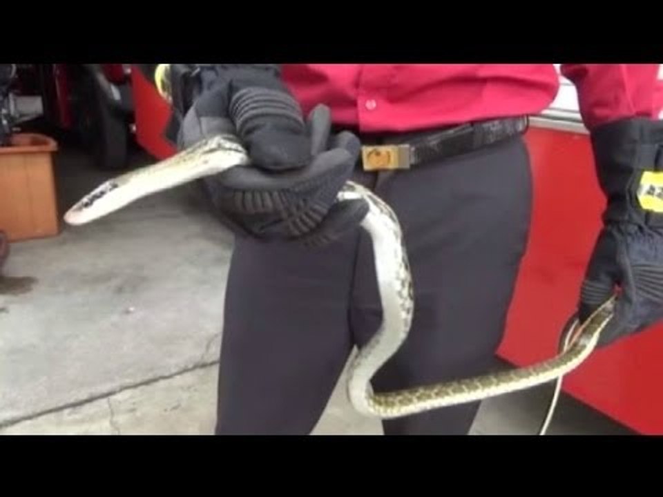 Snake in the toilet: snake attacks man's private parts
