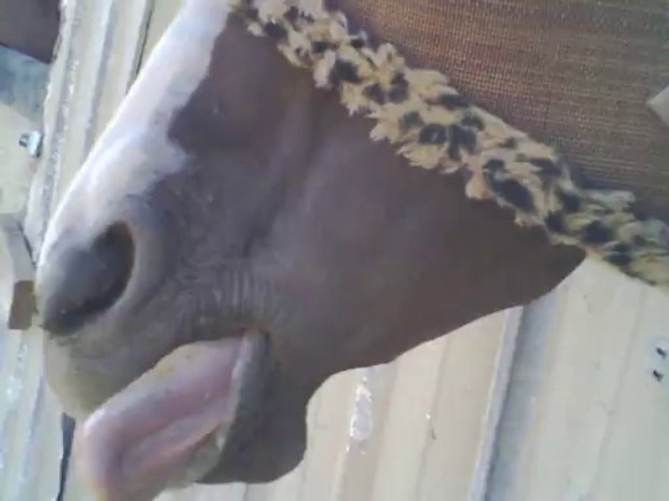 A Very Talented Horse!