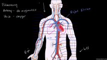 circulatory sys and heart