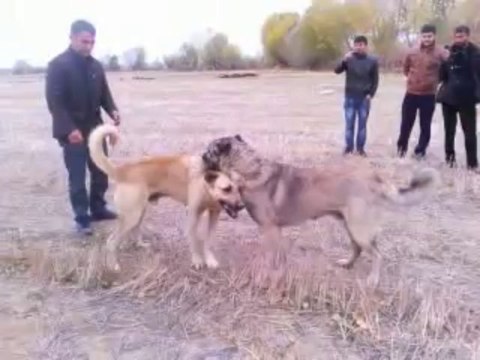 Tokatlı Barış & Suluovalı Sarı