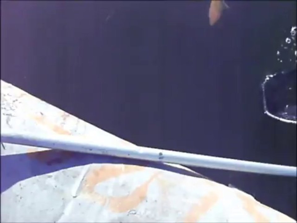 Bilent Yıldırım Sazan avı 5 (carp fishing)