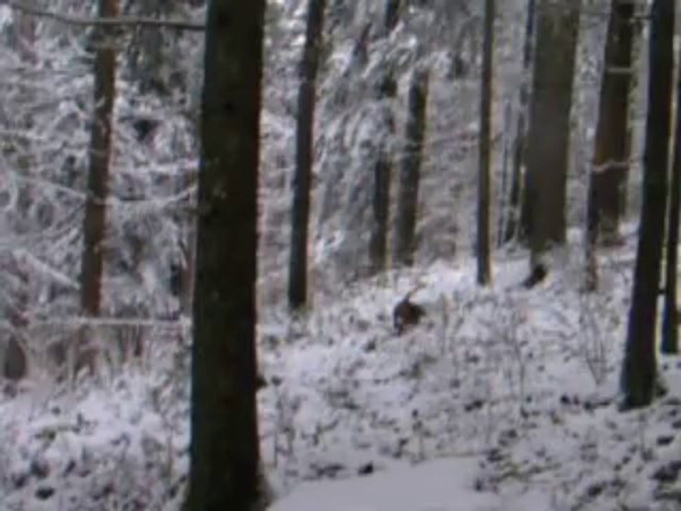 rapproché lièvre Basset-Hound 1