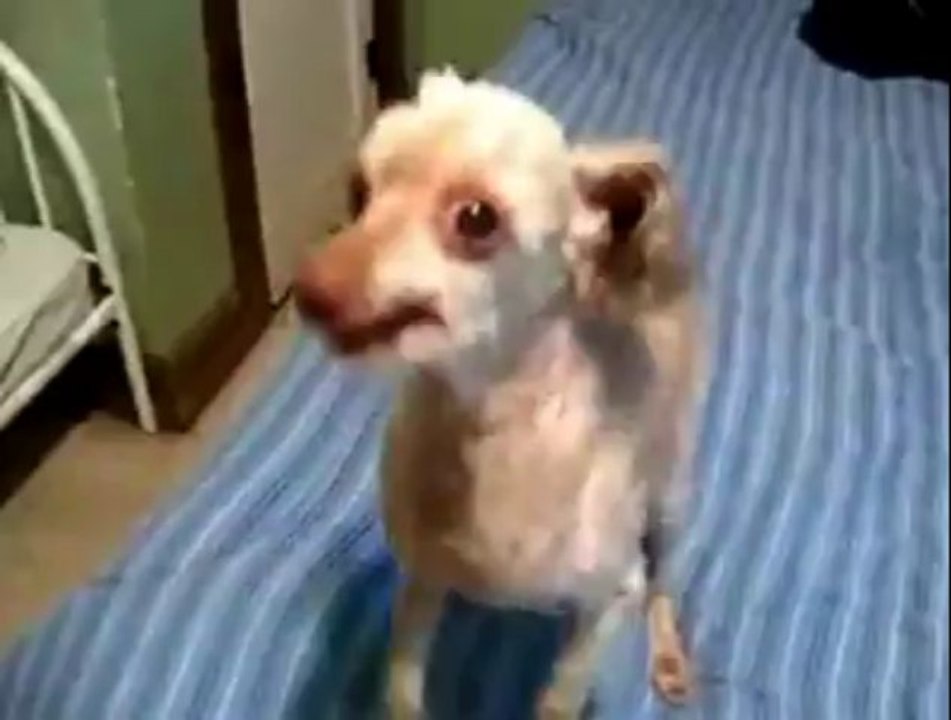 Sprekende hond.