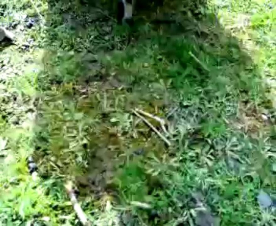 Dirljiv susret koze i jareta praćen stampedom ovaca