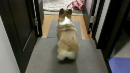 Le Chien Corgi remue son popotin! Trop mignon...