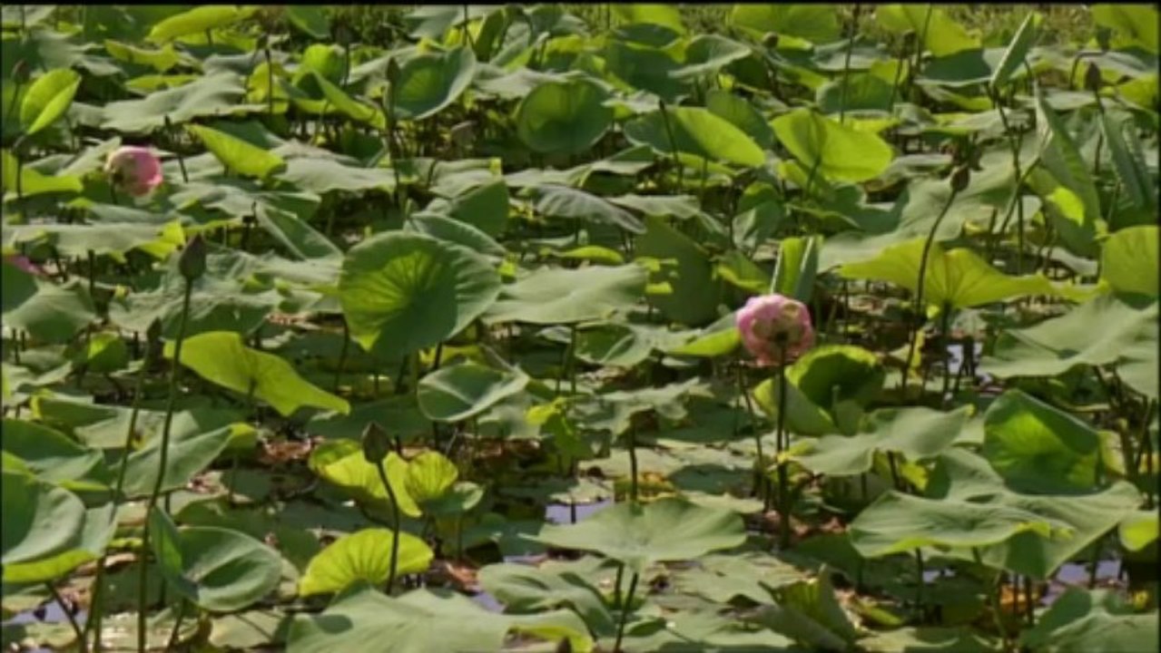 Sagesses bouddhistes - 2013.11.17 - La Prière