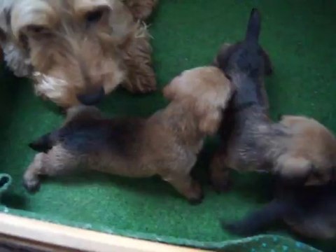 bébés teckel kaninchen