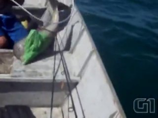 Un bébé dauphin pris au piège dans un sac plastique sauvé par des pêcheurs