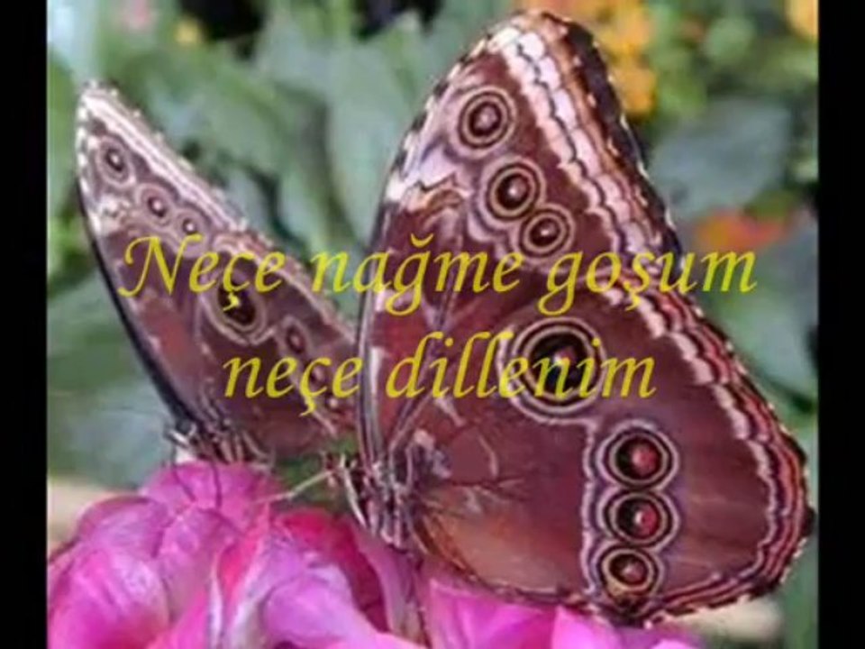 AZİZ DOSTUM