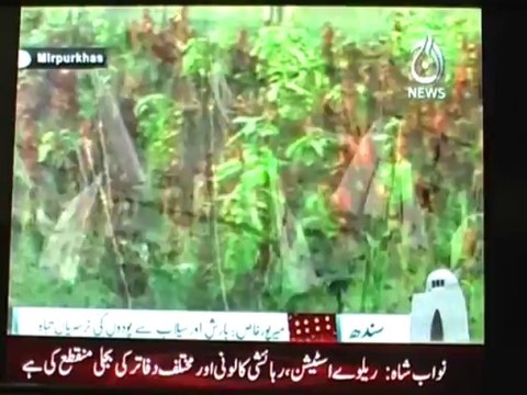 MIRPURKHAS Hashim shar reported devastation of flowers and trees nursary due to flood 2011 in Mirpurkhas divison.. 03332962449