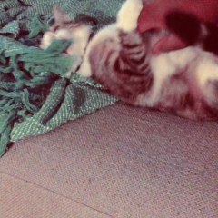 Enregistrement mobile du 17 nov. 2013