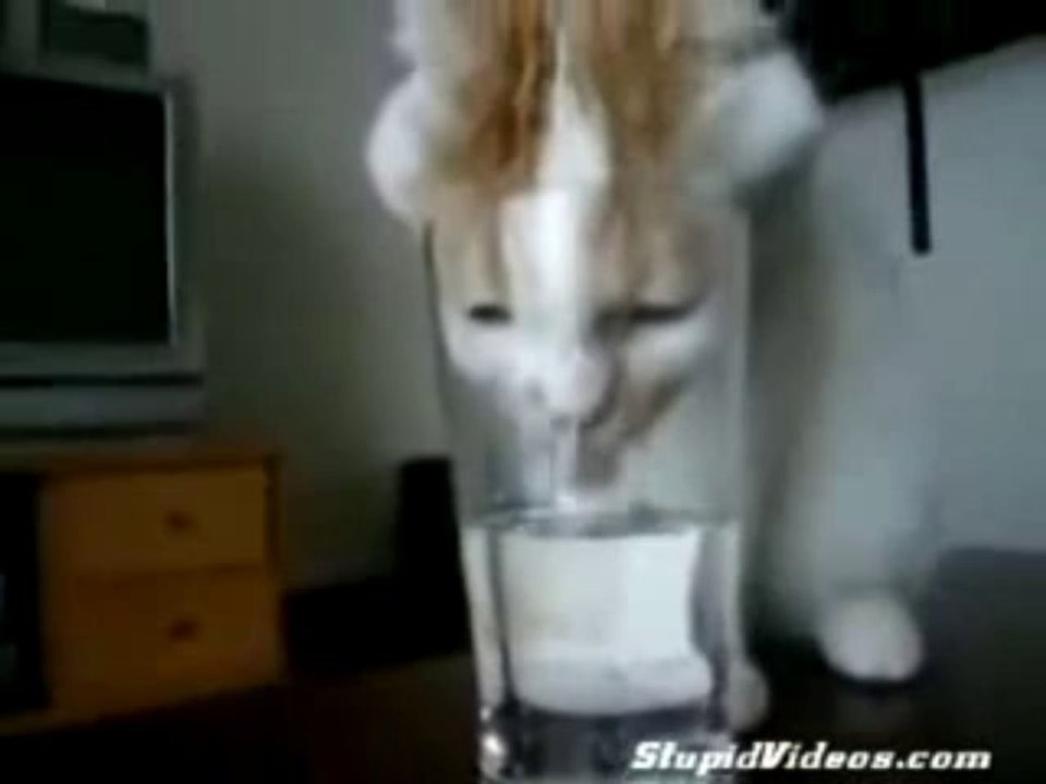 Chat assoiffé