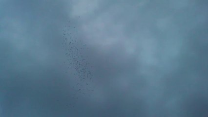 2013 Şanlıurfa Güvercin karışması 1 www.guvercinurfa.com