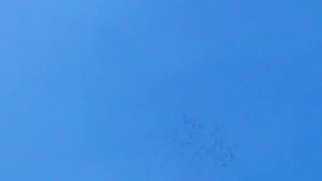 2013 Şanlıurfa Güvercin karışması 2 guvercinurfa.com