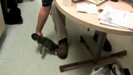 Penguin Being Tickled