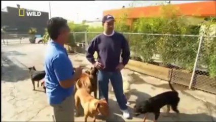 Cesar Millan S01 Ep09b D