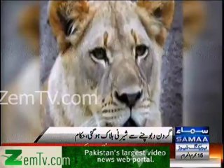 Sher ne Sherni ko maar dala