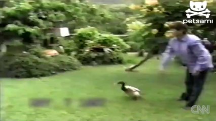 Kendini Köpek Sanan Ördek ....