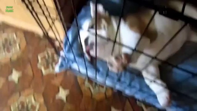 Funny Dogs Sleeping in Weird Positions Compilation 2013