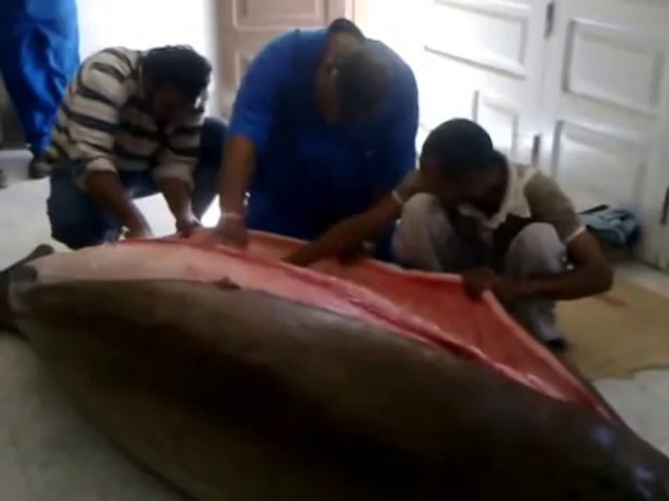 العثور على عروسة بحر  نادرة طولها 3 أمتار على شواطىء سفاجا و البدء فى تشريحها