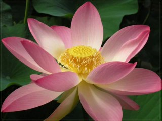 Muhsin Kurbani (Bulgar Oyun Havası)