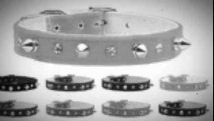 Spiked Dog Collars