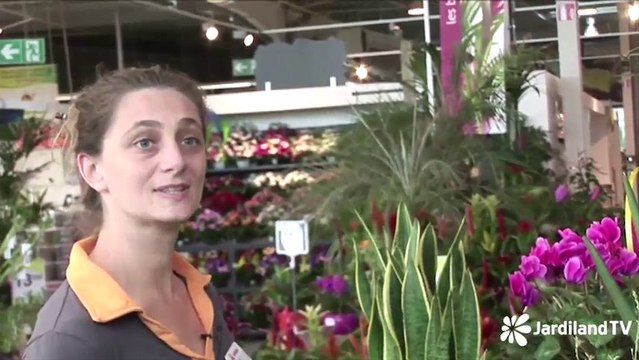 Les plantes increvables