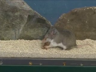 La souris sauterelle croque un scorpion