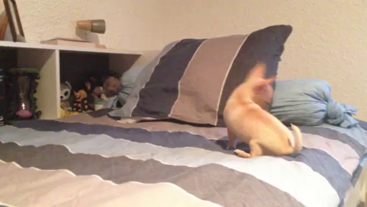 Elevage de race chihuahua "La Divine Symphonie" (Femelle chihuahua °625786)