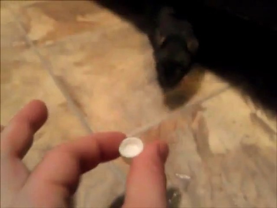 Un rat qui boit dans un mini verre. Trop mignon!