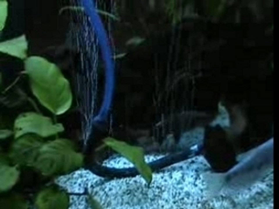 quelques poissons