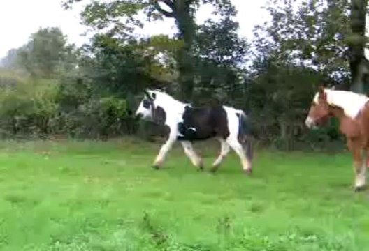 coldcase pouliche croisée irish cob/gypsy cob a vendre