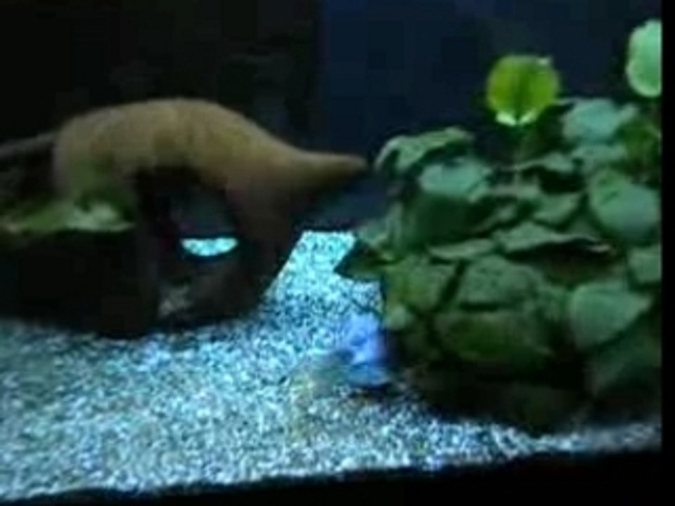encore des poissons